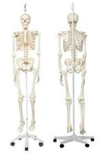 SQUELETTE STAN DE BONNE QUALITE, Articles professionnels, Enlèvement