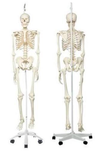 SQUELETTE STAN DE BONNE QUALITE, Articles professionnels, Articles professionnels Autre, Enlèvement