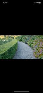 tuinman