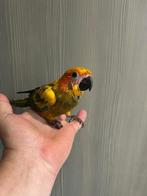 ❤️️️️️ Tamme baby zonparkiet, bijna zelfstandig, Dieren en Toebehoren, Vogels | Parkieten en Papegaaien, Geslacht onbekend, Parkiet