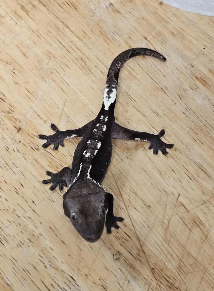 Wimpergekko Axanthic man, Dieren en Toebehoren, Reptielen en Amfibieën, Hagedis, 0 tot 2 jaar, Tam