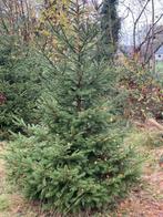 kerstbomen hoogte ca. 2 meter, Diversen, Ophalen