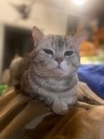 Britse kortharigen katten, Dieren en Toebehoren, Meerdere dieren, Gechipt, 0 tot 2 jaar