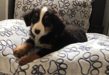 berner sennen pups