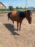 Gezelschap pony of weide pony, Dieren en Toebehoren