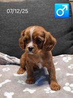 mooie cavalier king charles pups, Dieren en Toebehoren, Parvo, België, Reu, 8 tot 15 weken