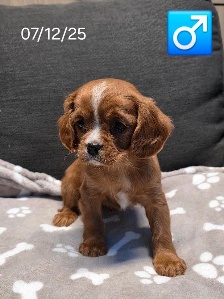 magnifiques chiots Cavalier King Charles, Animaux & Accessoires, Chiens | Retrievers, Épagneuls & Chiens d'eau, Chien (mâle), Épagneul