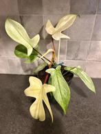 Philodendron Florida Ghost, Huis en Inrichting, Kamerplanten, Ophalen of Verzenden