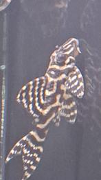 F1 L333 Hypancistrus sp. (Pleco black and white), Enlèvement