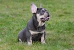 Franse Bulldog pups te koop - Blue tan / blue merle / ..., Dieren en Toebehoren, 15 weken tot 1 jaar, Buitenland, CDV (hondenziekte)