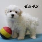 Maltezer-puppy’s te koop (Belgisch), Dieren en Toebehoren, België, Maltezer, Handelaar, CDV (hondenziekte)
