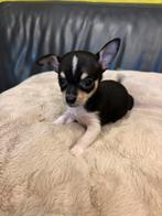 Mini chihuahua reutje, Dieren en Toebehoren, Honden | Chihuahua's en Gezelschapshonden, België, Fokker | Hobbymatig, Reu, 8 tot 15 weken