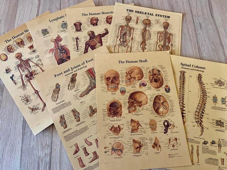 7 Posters Menselijk Lichaam - Skelet Geneeskunde Poster, Verzamelen, Posters, Zo goed als nieuw, Dier of Natuur, A1 t/m A3, Rechthoekig Staand