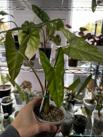 Alocasia simpo albo beschikbaar voor biedingen