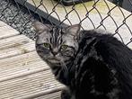 Brits korthaar silver tabby kater, 0 tot 2 jaar, Kater, Gechipt