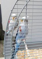 Zeer mooi paar parkieten met kooi + accessoires, Dieren en Toebehoren, Meerdere dieren, Parkiet, Geringd