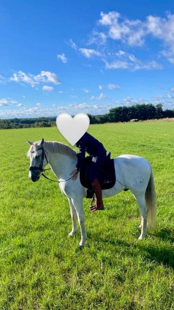 15 jarige Pre recreatiepaard beschikbaar voor biedingen