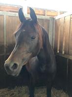 Arabische Volbloedmerrie homozygoot zwart, Dieren en Toebehoren, Paarden, Merrie, Minder dan 160 cm, Gechipt, L