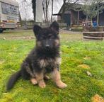 Langharige Duitse herders, Parvo, België, Particulier, 8 tot 15 weken