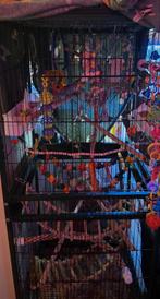 5 grasparkieten met kooi en toebehoren te koop, Dieren en Toebehoren, Meerdere dieren, Parkiet, Tam
