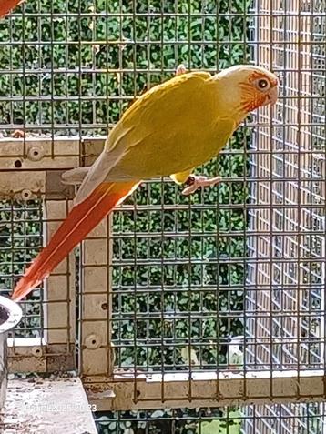 Pyrrhura molinae suncheek  beschikbaar voor biedingen