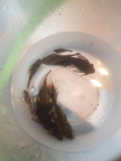 Te koop dringend wegens verhuizing  !!, Dieren en Toebehoren, Vissen | Aquariumvissen