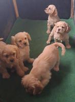 Amerikaanse cocker spaniël pups, België, 15 weken tot 1 jaar, Parvo, Meerdere