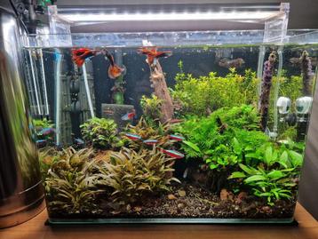 Complete aquarium 45L beschikbaar voor biedingen