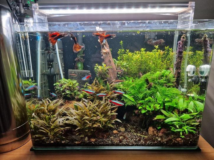 Complete aquarium 45L, Dieren en Toebehoren, Vissen | Aquaria en Toebehoren, Zo goed als nieuw, Gevuld zoetwateraquarium, Ophalen