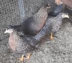 Creme legbar hennetjes, 1losse haan, Animaux & Accessoires, Volatiles