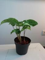 Syngonium Panda, Huis en Inrichting, Kamerplanten, Ophalen, Overige soorten