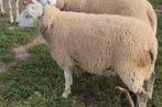 Mouton a vendre, Dieren en Toebehoren, Schaap, Mannelijk, 0 tot 2 jaar
