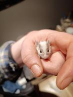 Veeltepelmuizen, Dieren en Toebehoren, Knaagdieren, Meerdere dieren, Muis