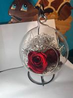 Rose éternelle et troll porte-bonheur, Enlèvement