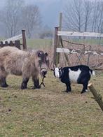 Pony en geitje, Dieren en Toebehoren, Ophalen