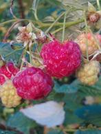 framboos, Tuin en Terras, Planten | Tuinplanten, Vaste plant, Ophalen of Verzenden, Halfschaduw, Zomer