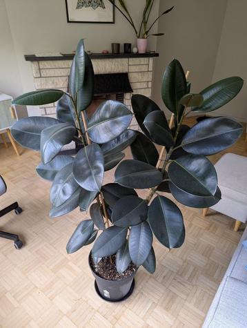 Ficus elastica robusta  beschikbaar voor biedingen