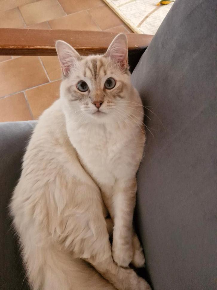 Lieve Ragdoll om te adopteren, Dieren en Toebehoren, Katten en Kittens | Raskatten | Korthaar, Kater, 0 tot 2 jaar, Met stamboom