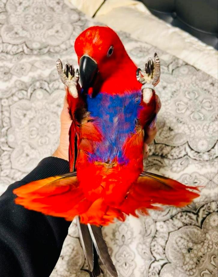 Handtamme super tamme lieve edel papegaai pop!, Dieren en Toebehoren, Vogels | Parkieten en Papegaaien, Papegaai, Geringd