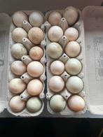 Eenden eieren, Enlèvement