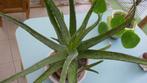Aloë in Terracotta - 4 planten in 1 pot, Ophalen of Verzenden, Halfschaduw, In pot, Bloeiende kamerplant