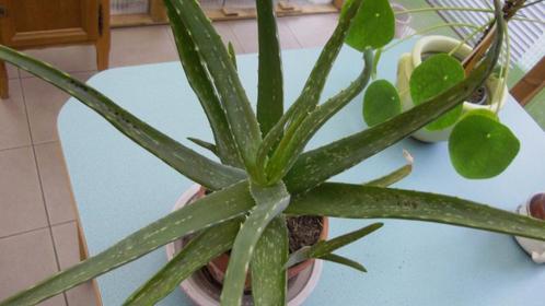 Aloe en Terracotta - 4 plantes dans 1 pot, Maison & Meubles, Plantes d'intérieur, Plante succulente, Plante à fleurs, Ombre partielle