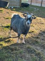 Blauwschimmel mieke, Femelle, Chèvre, 3 à 5 ans