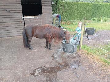 Super lieve Shetland merrie  beschikbaar voor biedingen