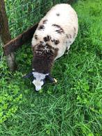 gezocht bonte of swifter ram, Schaap, Mannelijk, 0 tot 2 jaar