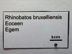 Rhinobatos Bruxelliensis (25), Ophalen of Verzenden, Fossiel
