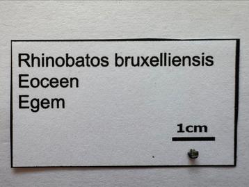 Rhinobatos Bruxelliensis (24), Enlèvement ou Envoi, Fossile