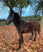 Hengst veulen, Dieren en Toebehoren, Paarden, Hengst, Niet van toepassing, 0 tot 2 jaar