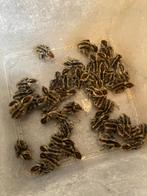Japanse kwartel kuikens te koop, Dieren en Toebehoren, Overige soorten, Geslacht onbekend