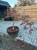 Japanse esdoorn te koop, Tuin en Terras, Planten | Bomen, Ophalen